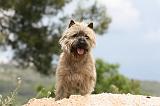 CAIRN TERRIER 539